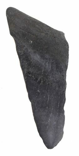 Partial, Megalodon Tooth - Georgia #48934